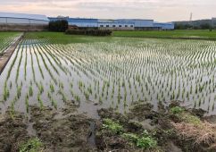 仰德重劃區水稻田