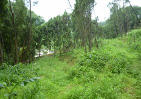 竹東-燥樹排美農地