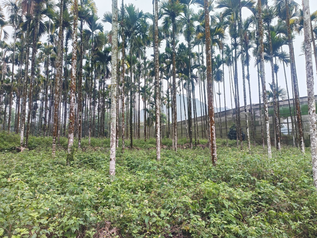 小半天中湖段農牧用地台中買屋賣房,土地王劉志忠