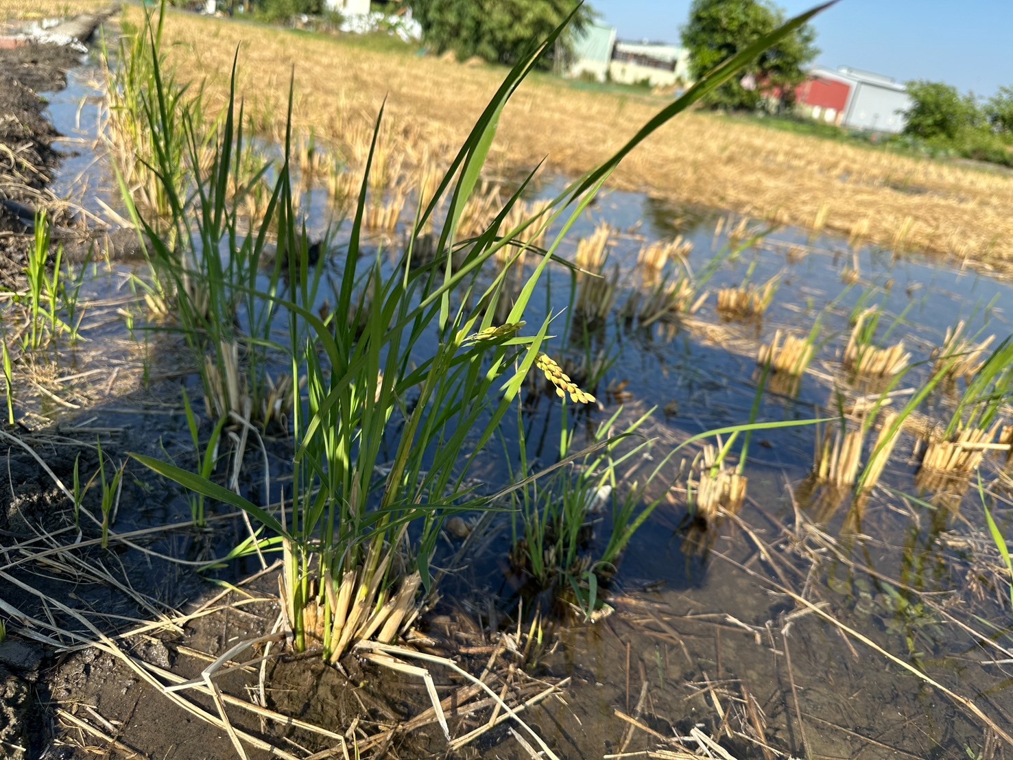 燕♛大里三期徵收臨路漂亮農地