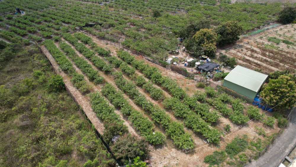 岡山區本洲工業區持分一般農業用地釋出