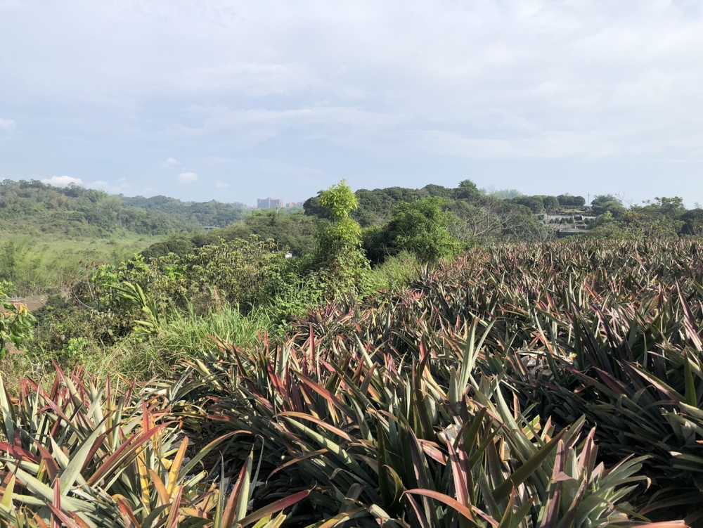 大樹區/和山社區/*有電*超低價優質農地