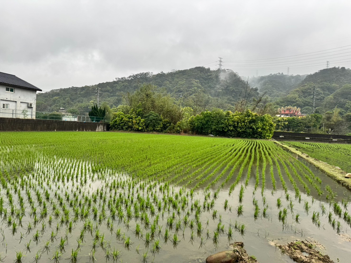 新埔新北段優質農地