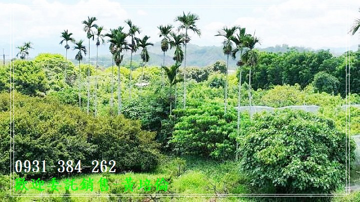 大內區牛奶果園大農地台南培倫房屋土地王0931384262