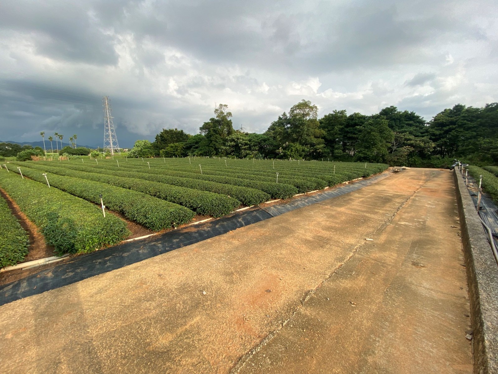 名間藍口巷5分3茶園