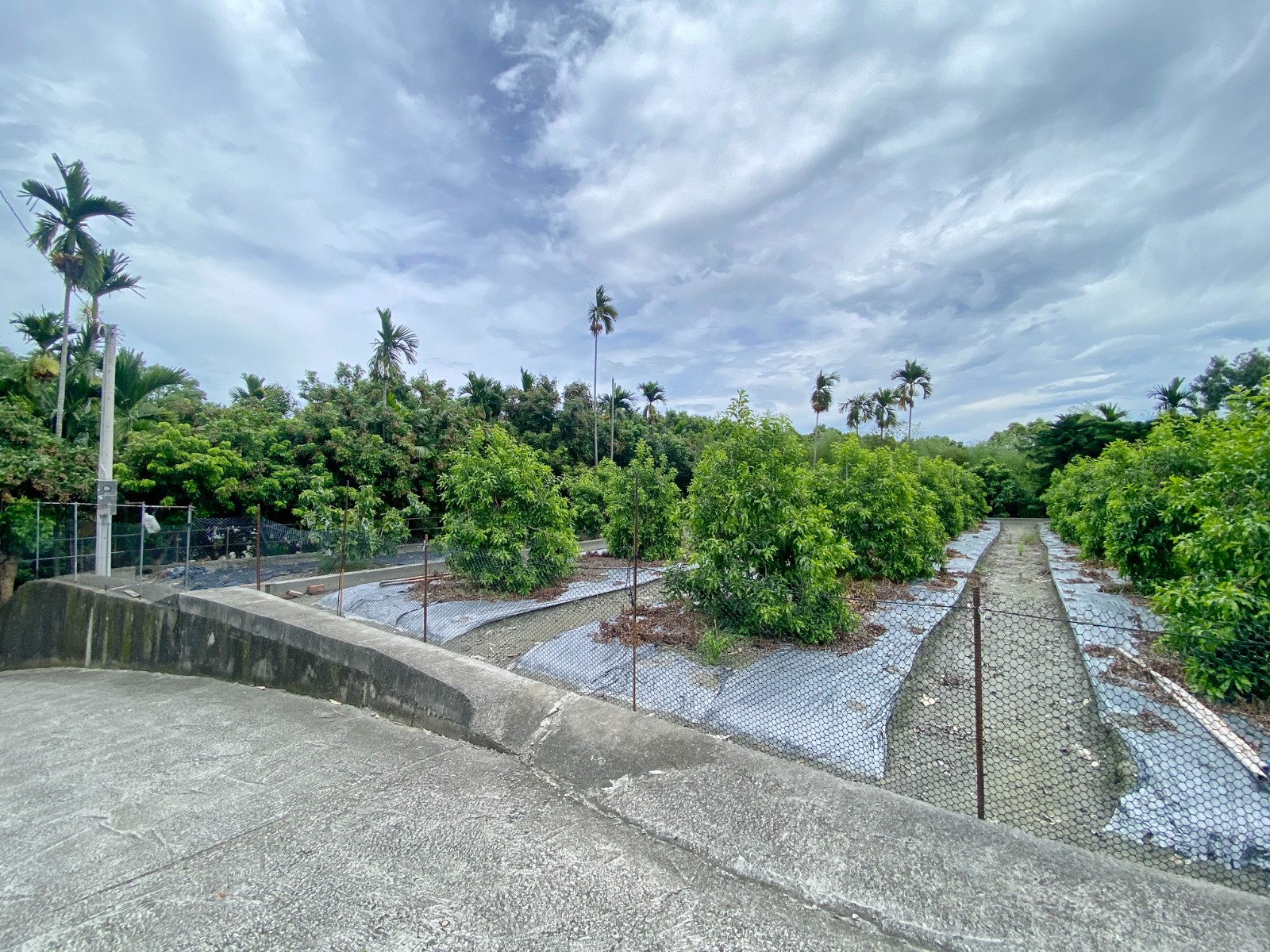 竹山紫南宮黃金果園4分4