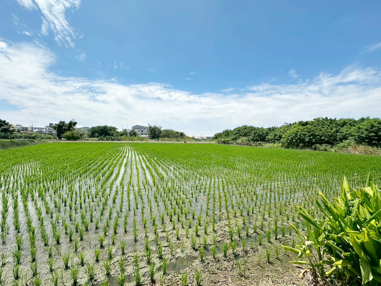 成功路旁都內美田