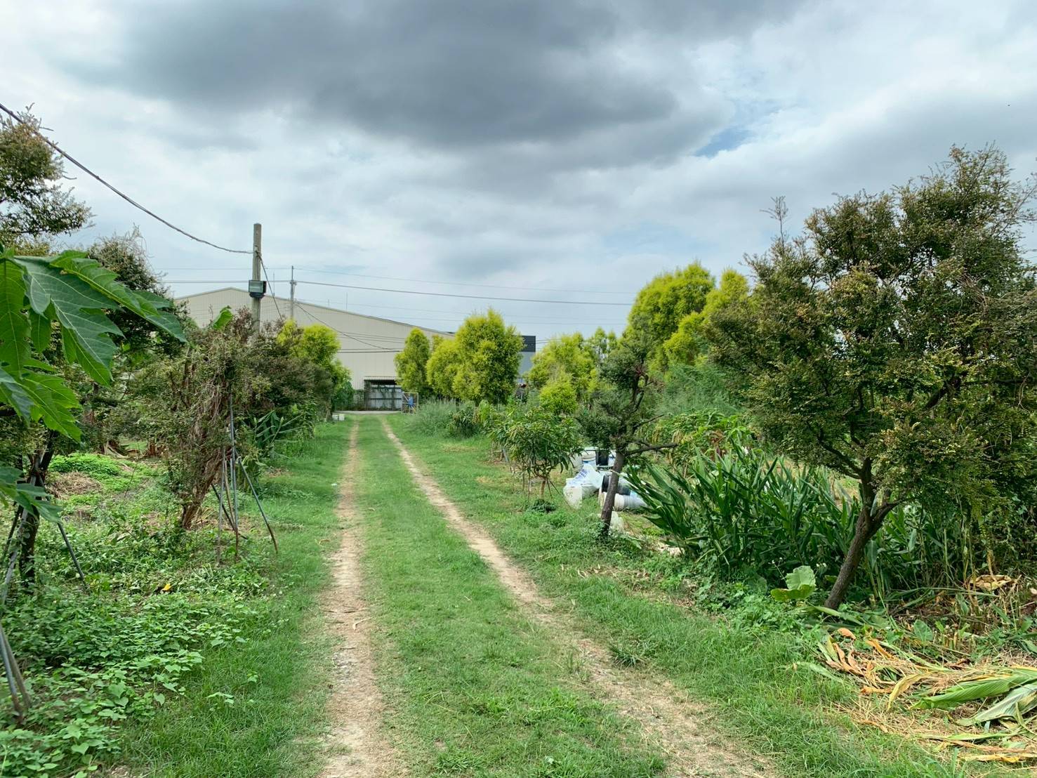 仁義潭旁超開心農場