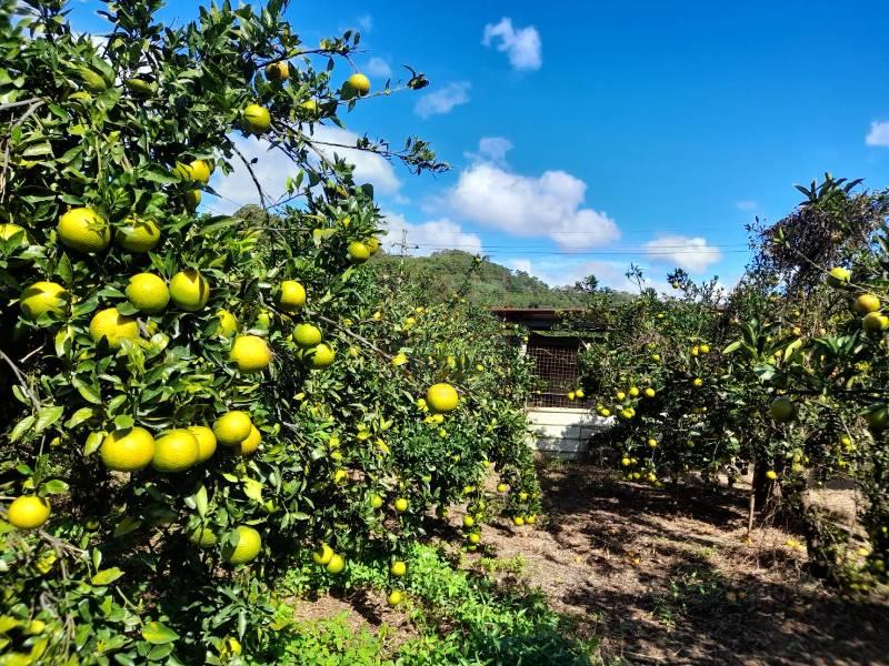 苗栗縣頭份市流東路邊農地 春明地產