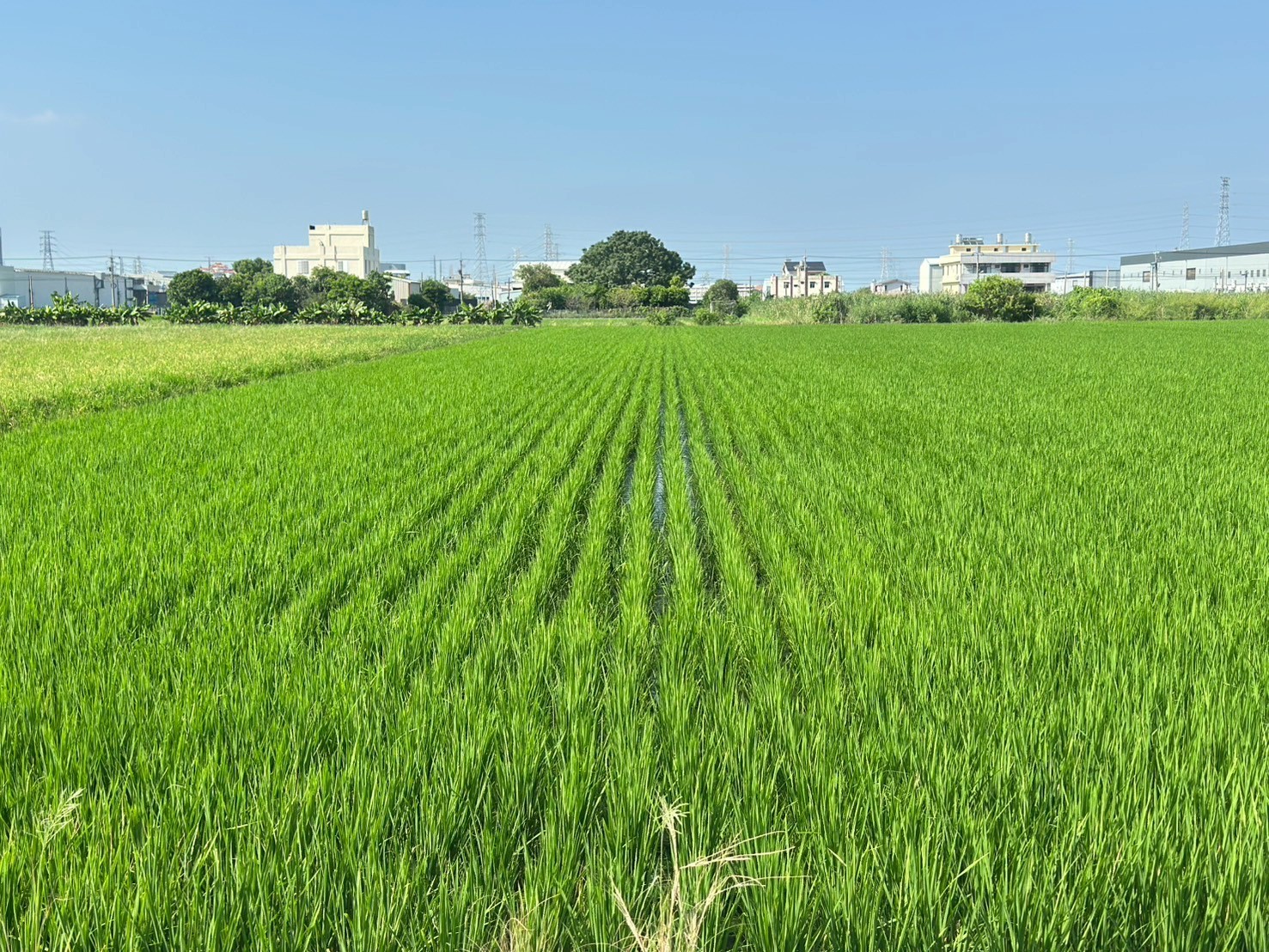 💖獨家💖鳥日溪南臨路百坪漂亮大角地