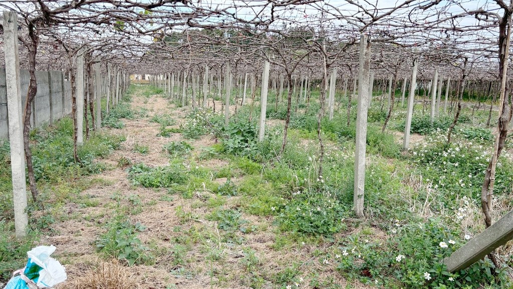 月眉台糖方正美田