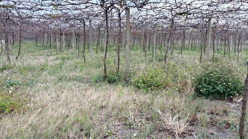 月湖路方正美田