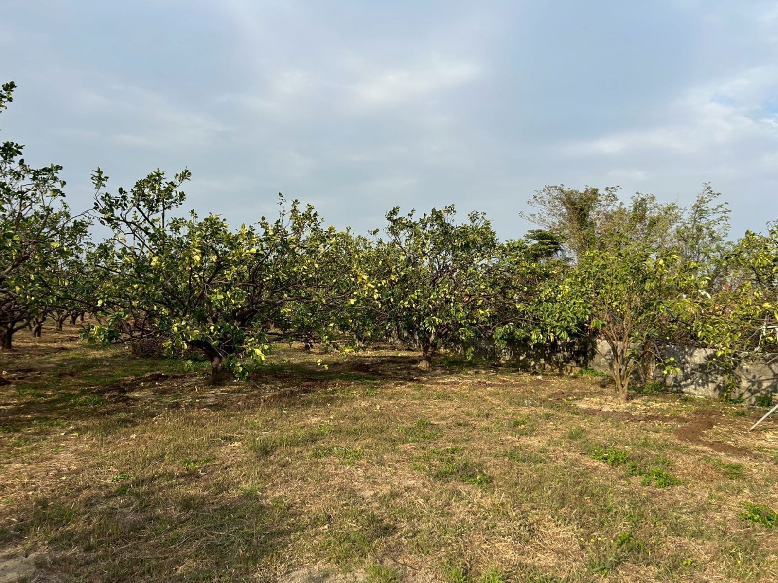 麻豆區黎明高中前柚子園都計內農地 台南買屋專家