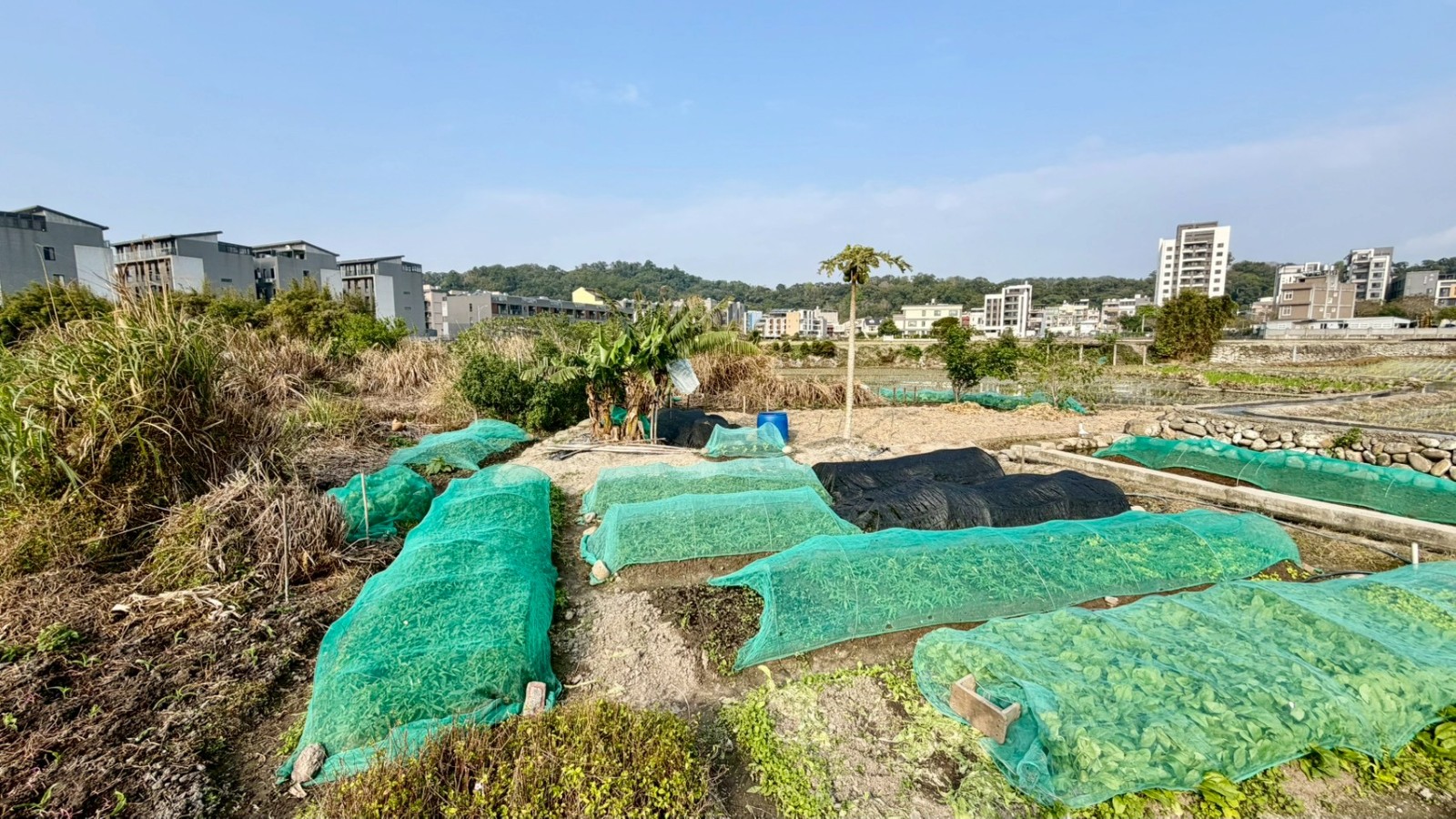 芎林綠獅段增值田