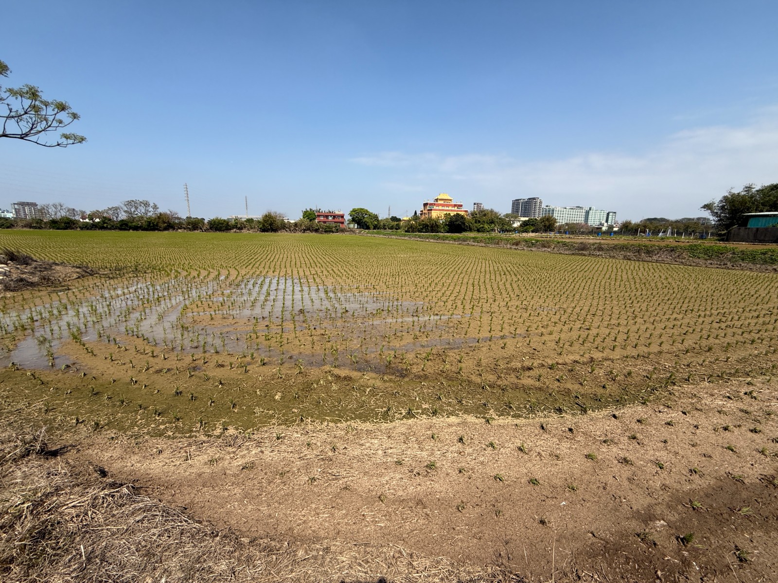 【新屋區近景碩】臨1米路方正美農地