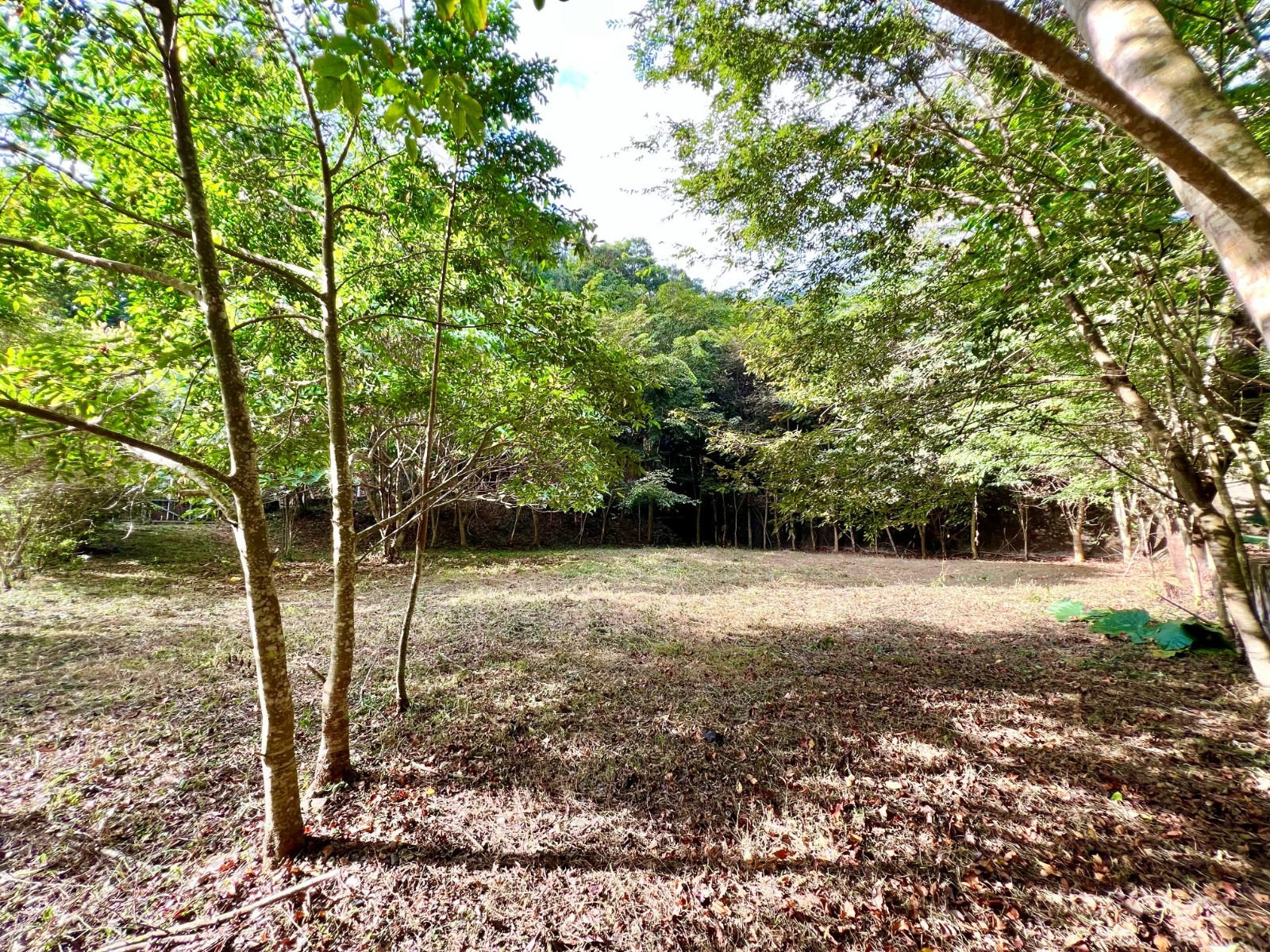 埔里武界溪畔秘境農+建地5分