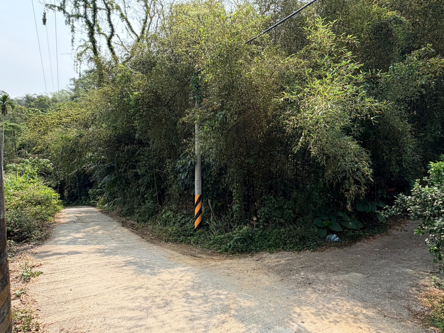 中寮廣興桂竹林1.3分