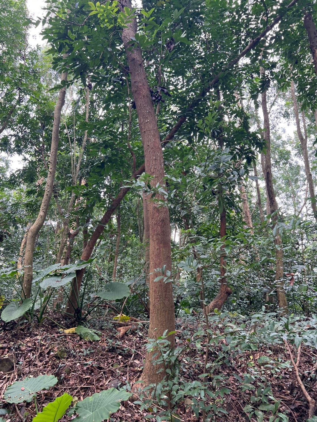 下交流道2分鐘就可以感受到滿滿芬多精的3甲秘境 台南買屋專家