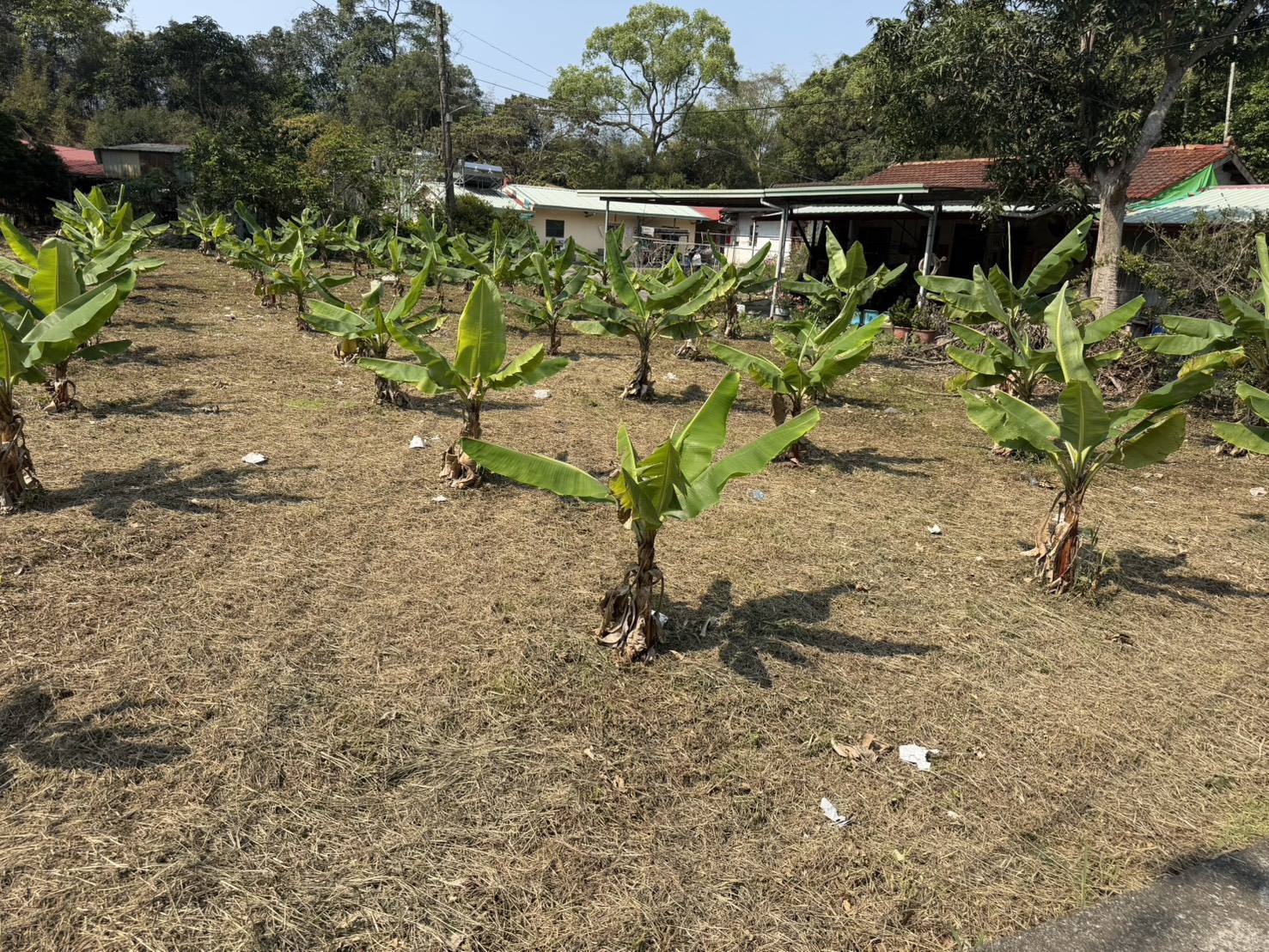 ❤️草屯㊣龍草路大面寬農地