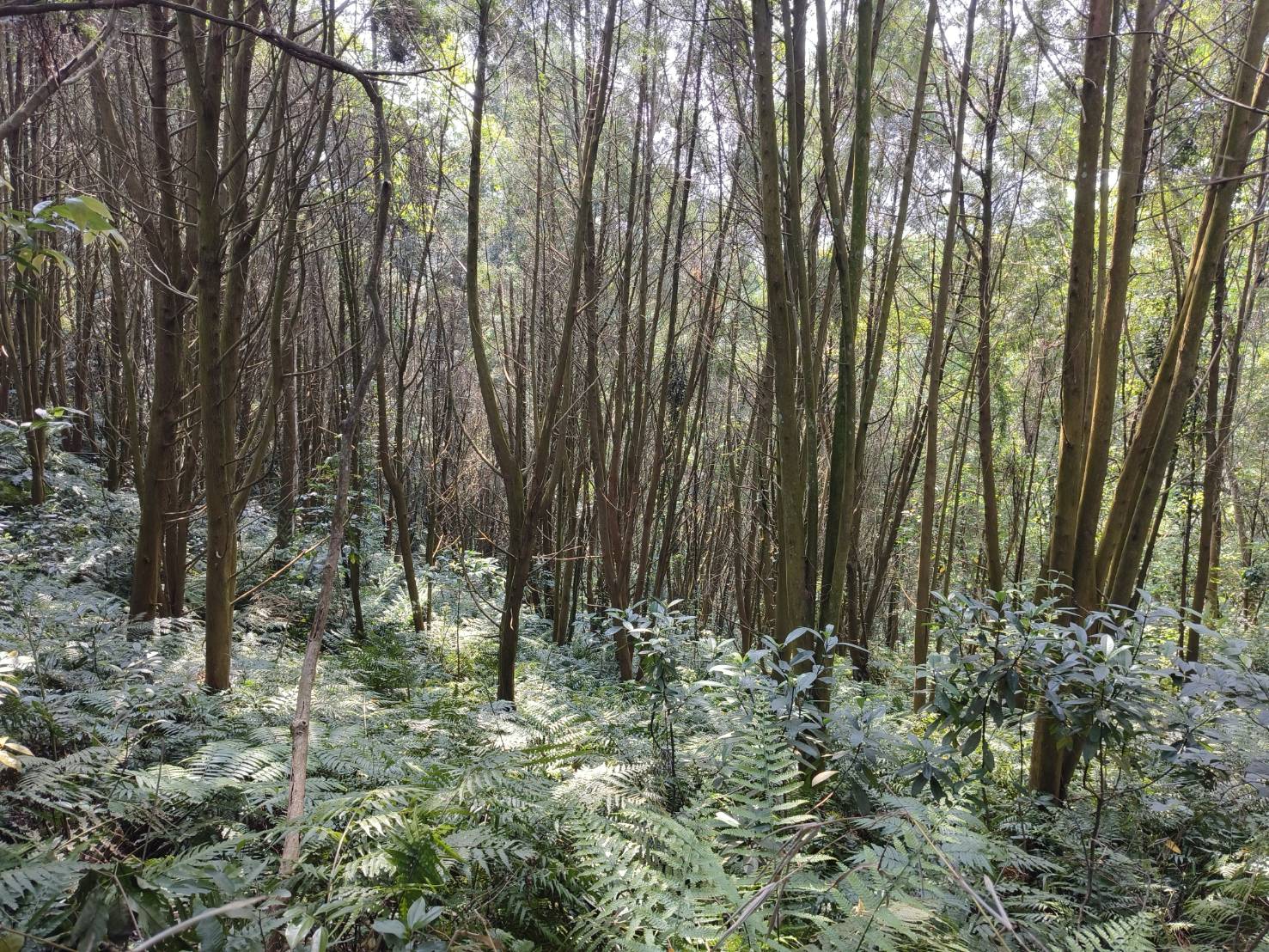 關西新城樟楠森域