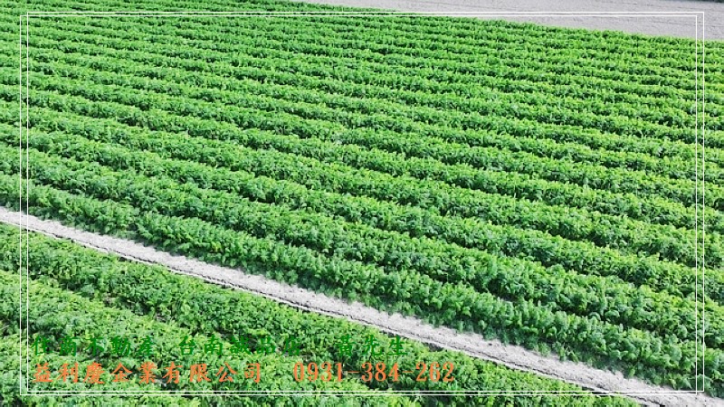 麻豆區南寮段開心農場0931384262