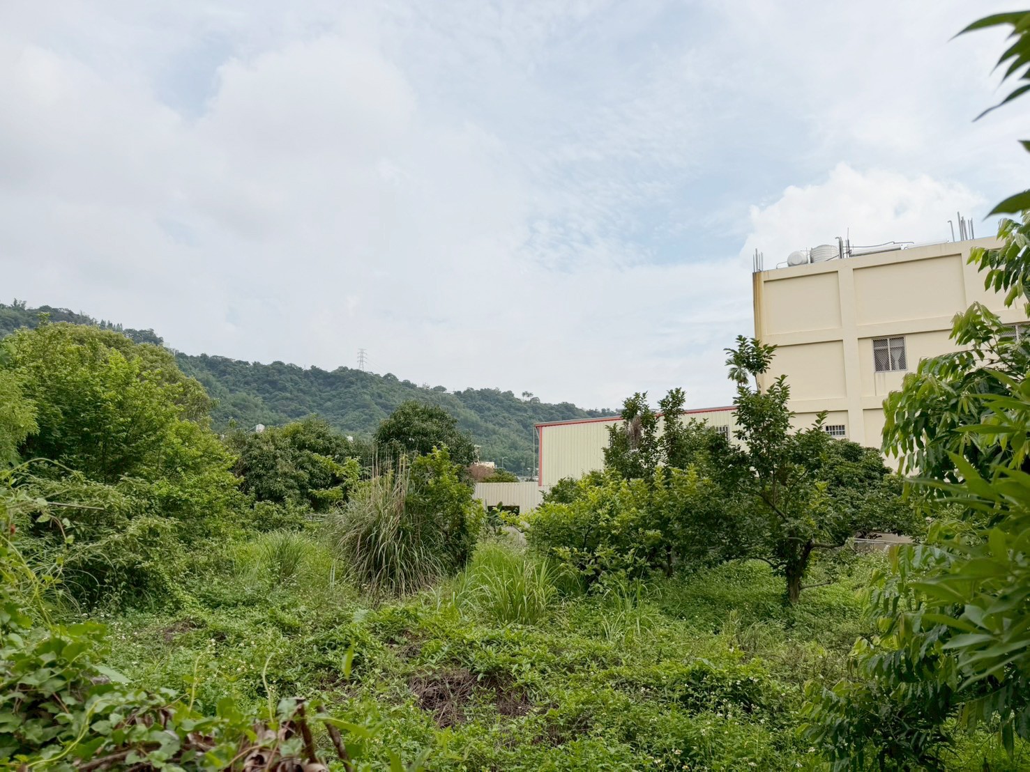 豐原農會旁都內果園附農舍