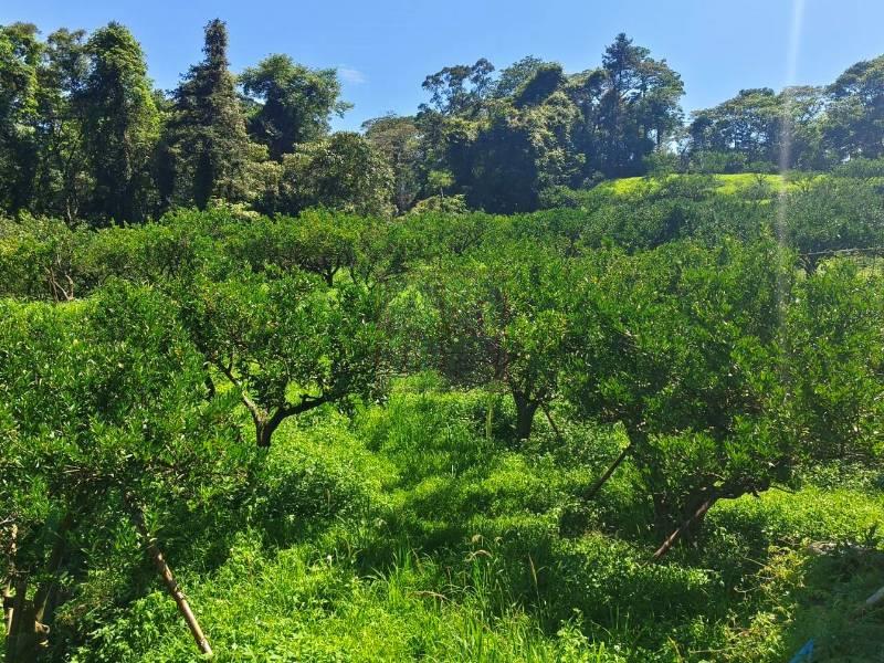 新竹縣橫山鄉薯園柑橘園農地 春明地產
