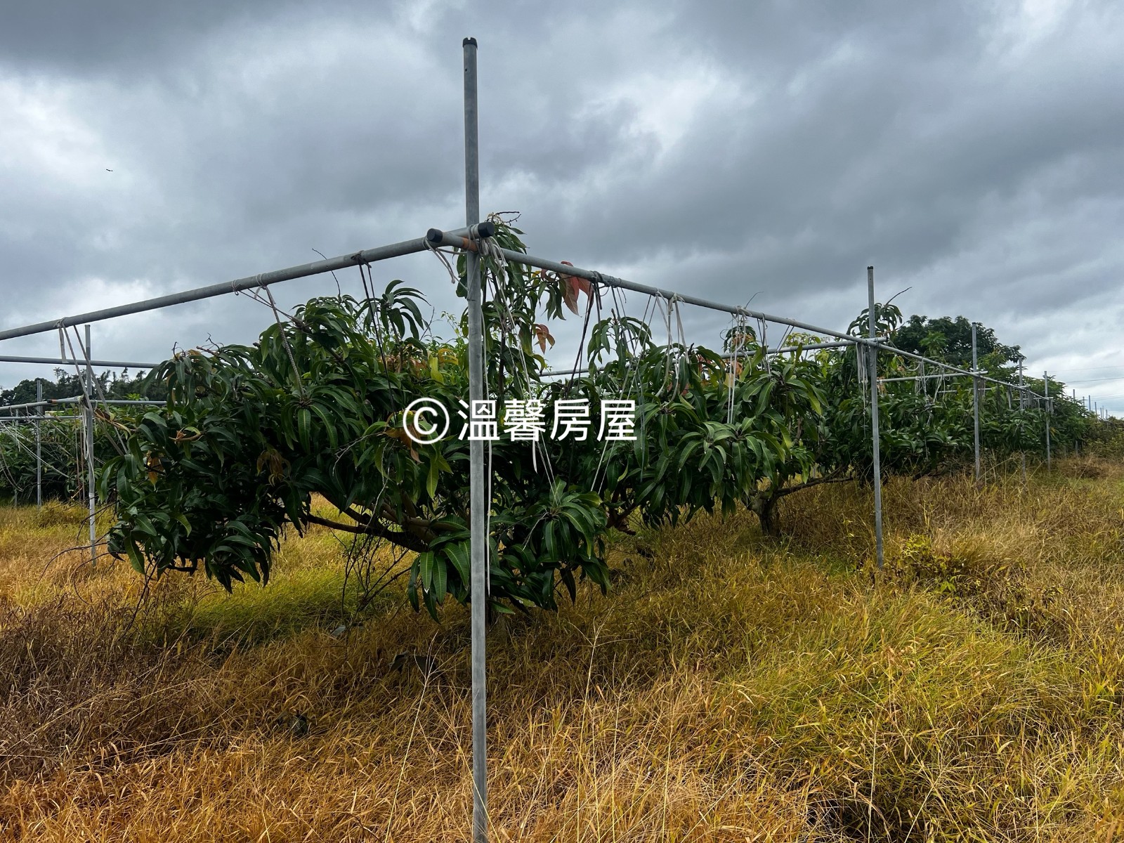 【急售｜土庫近市區3,125坪大面積農地(舍)】＃合法鐵皮工廠 ＃畜牧登記申請中