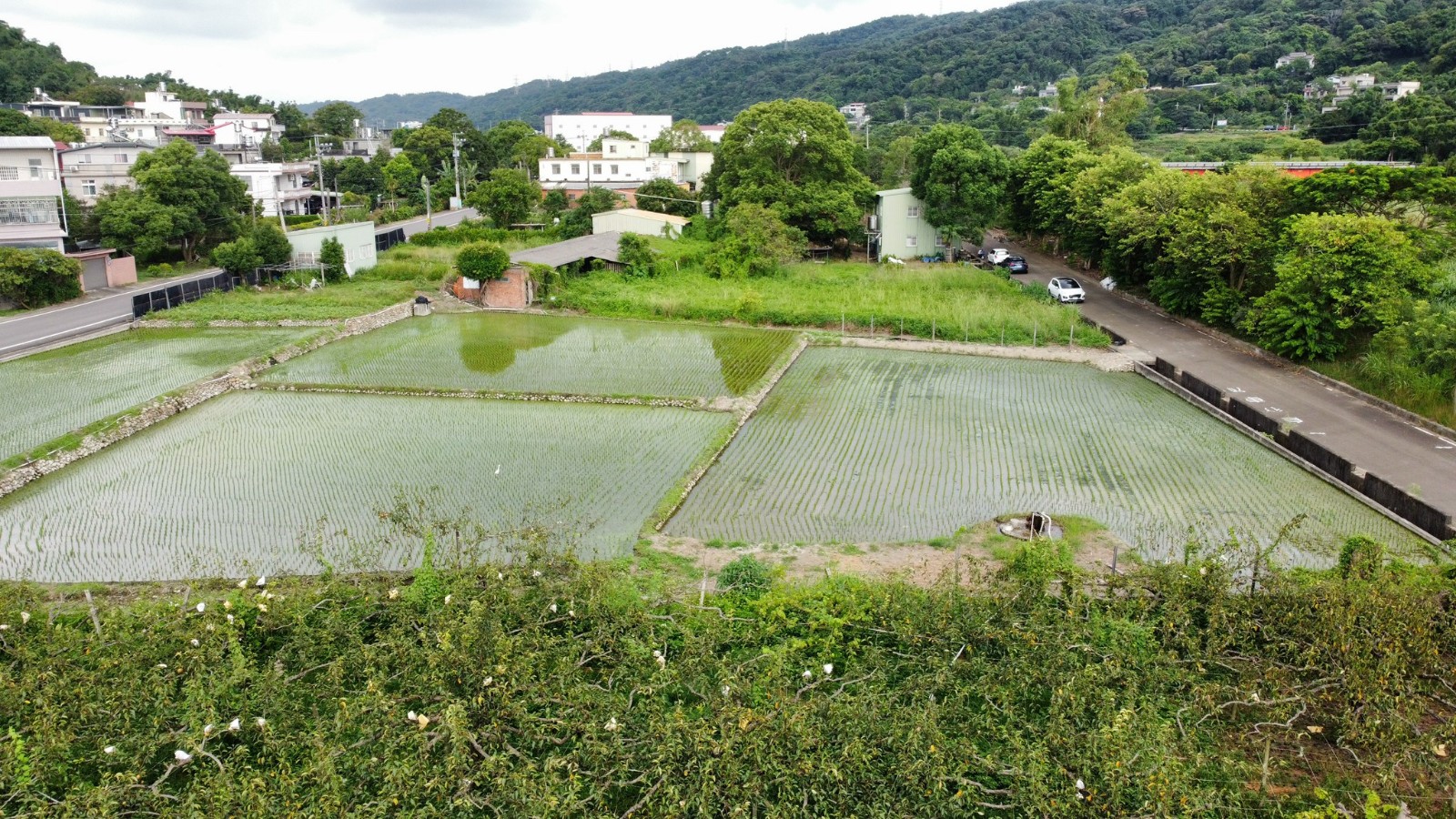 合法建物+漂亮美農地📌新埔照門國小 黃梨園