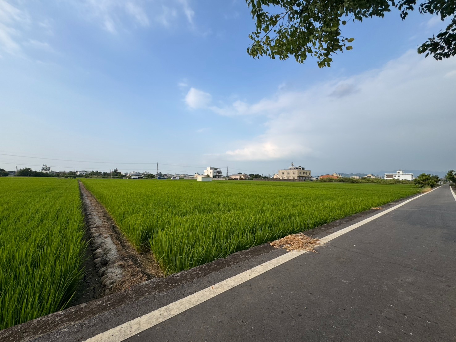 草屯北投埔雙面路田地