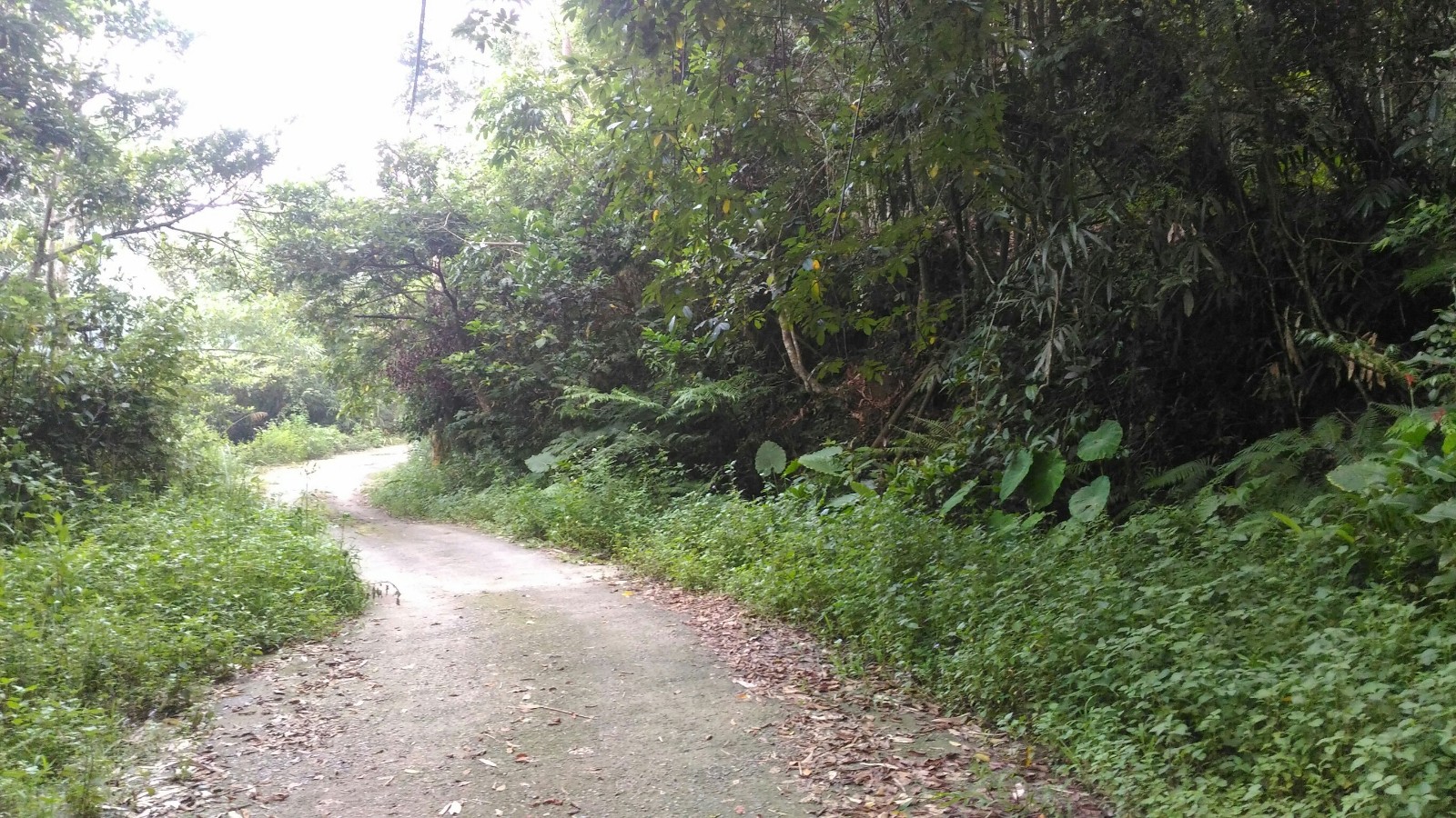 台中買屋賣房鹿谷秀峰農場旁坪子頂段建地農林土地王劉志忠