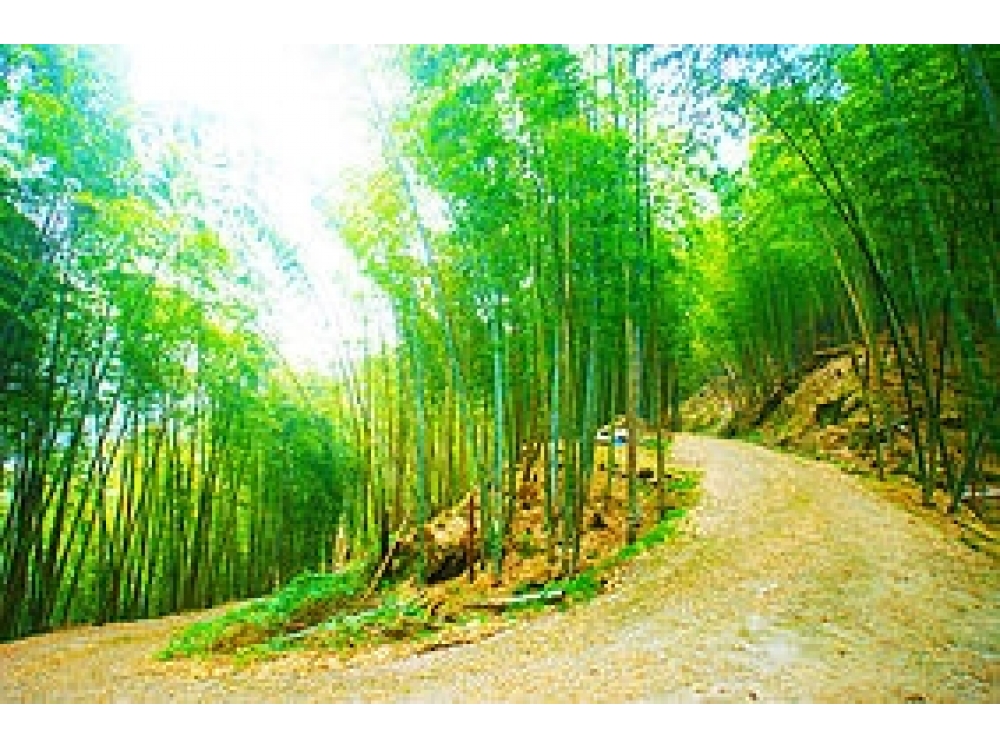 鹿谷杉林溪小半天段羊灣巷景觀地台中買屋賣房,土地王劉志忠,台中北屯捷運 買屋賣房南投土地.南投房屋