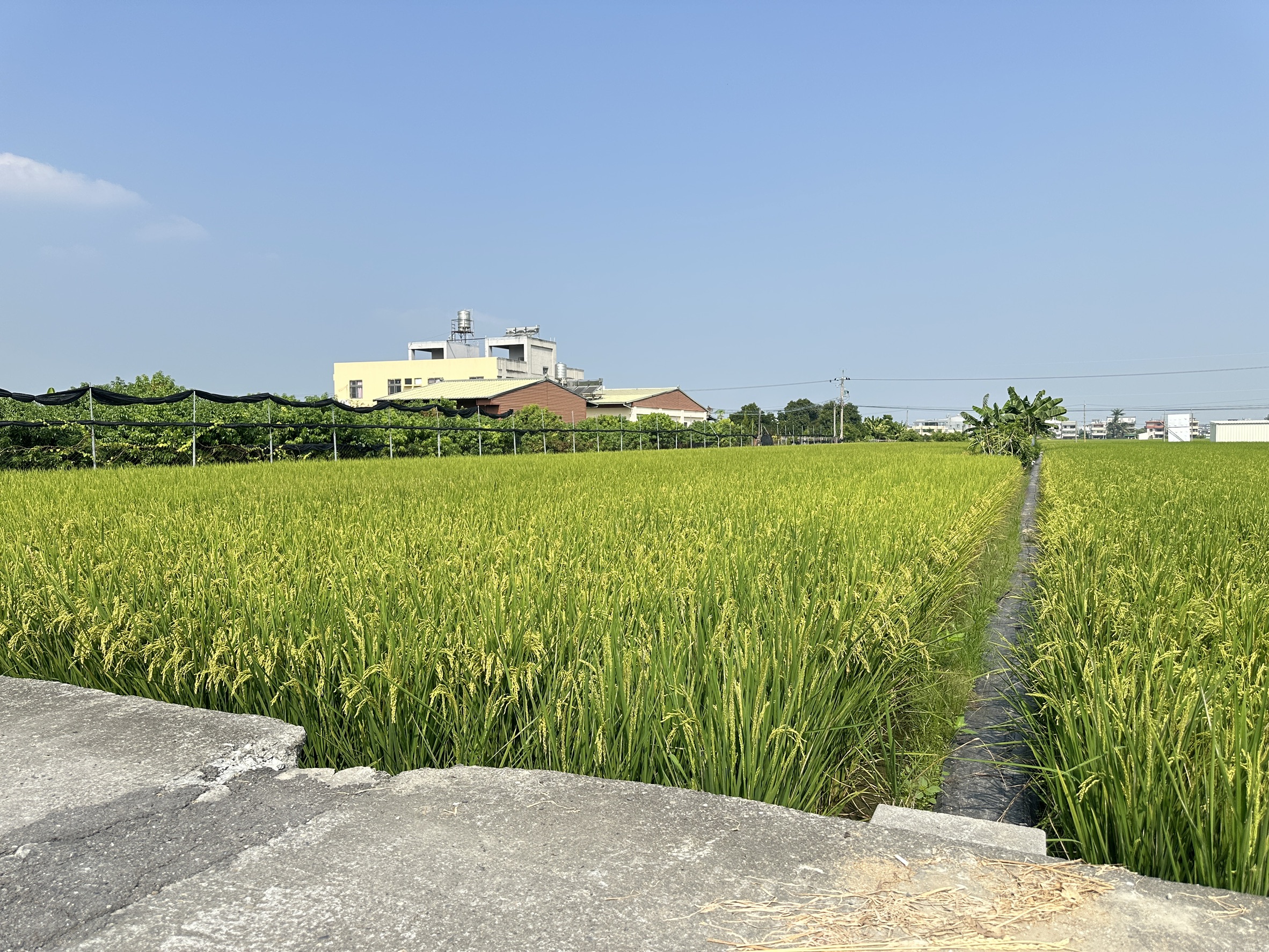 ❤️草屯史館路旁｜經濟坪數｜一分農地